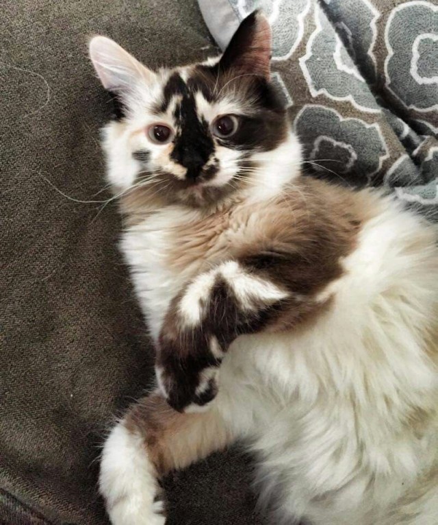 Котовторник! Успел!)