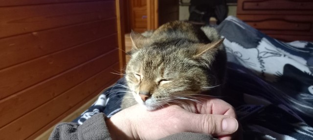 Вопрос кошатникам.
