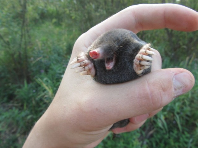 На меня ругается жена, но всё равно довольный я