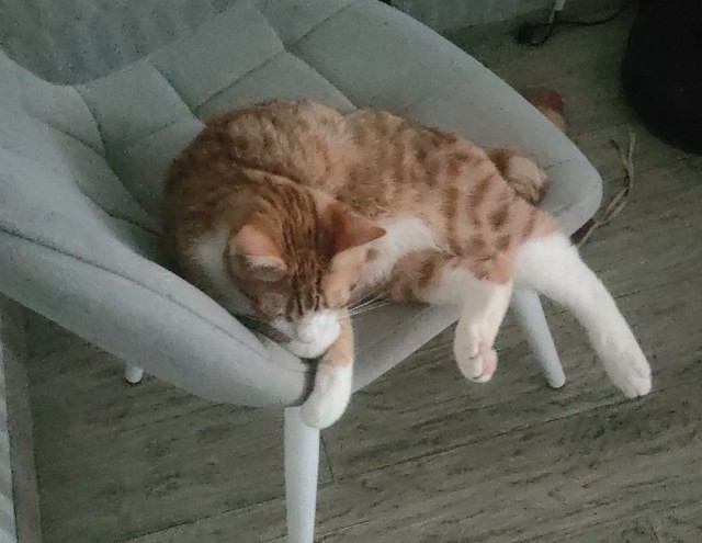 Принимайте в ряды которабов
