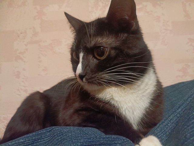 Котовторник