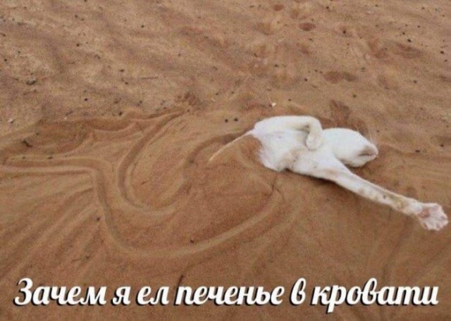 Веселые картинки в пятницу (20.03)
