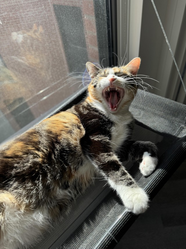 Кошкина зевота