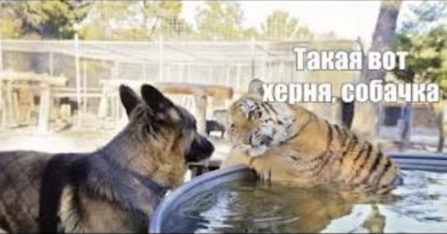Кошка спасла хозяйку от алабая