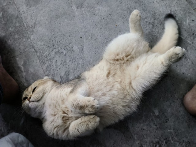 Эх, маловата квартирка, но своя. И не в ипотеку. К котовторнику.