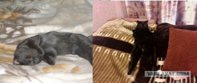 Коты и время