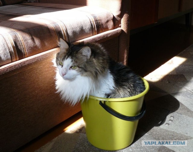 Мне два ведра кошек, пожалуйста...