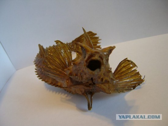 Рыбка из Японского моря