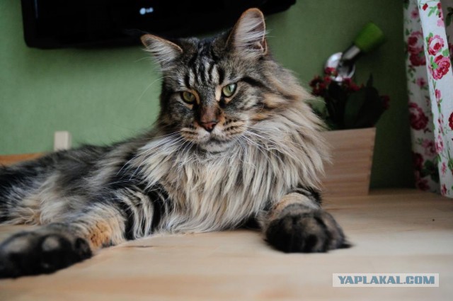 Котовторник 26.08.14.