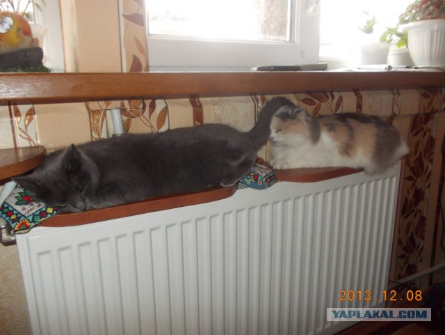 А как спит ваш кот?