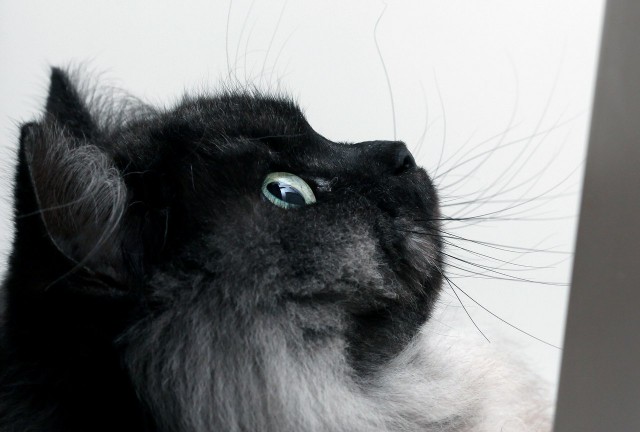 Котовторник 30.09.2014