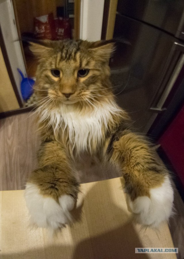Котовторник 27.01.2015