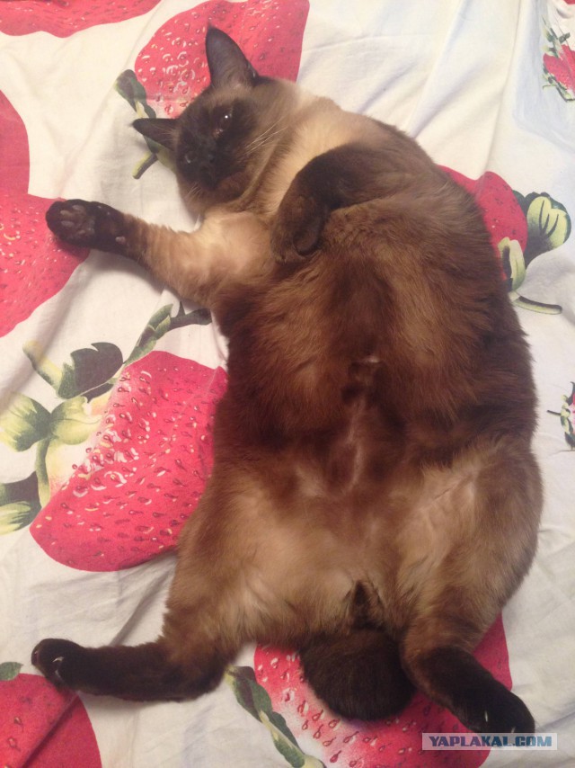 Перепись котопузов открыта=)