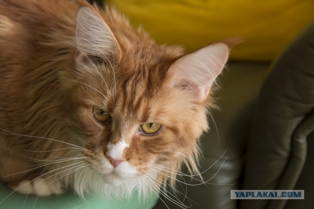 Котовторник 31.03.2015
