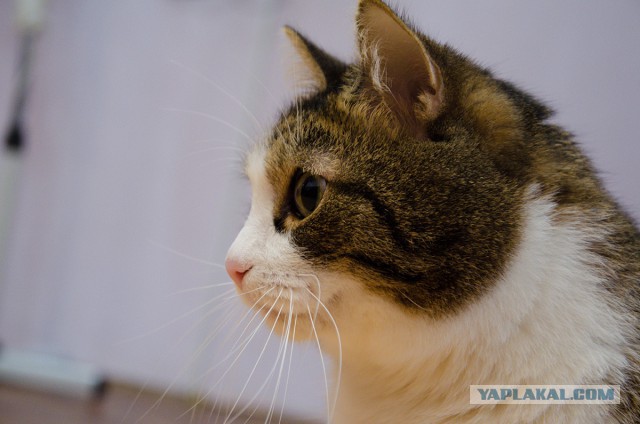 Котовторник 29-09-2015,
