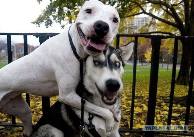 То, что улыбнуло в 2015