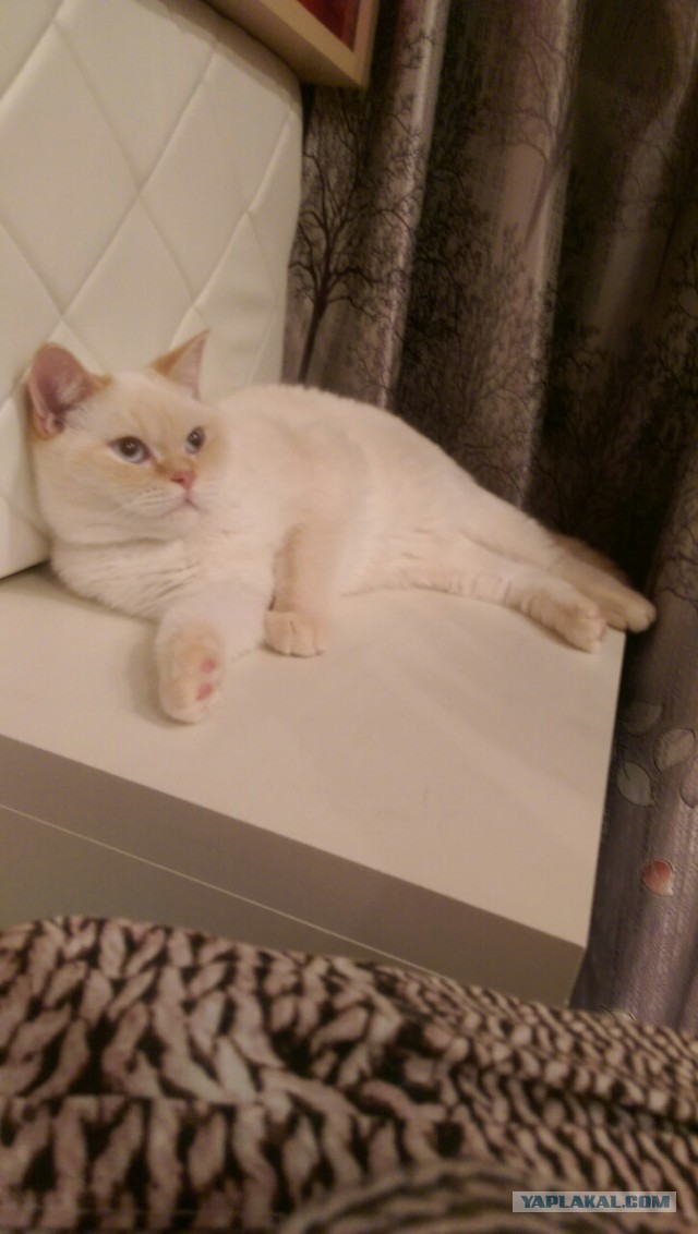 Котовторник 22.11.2016