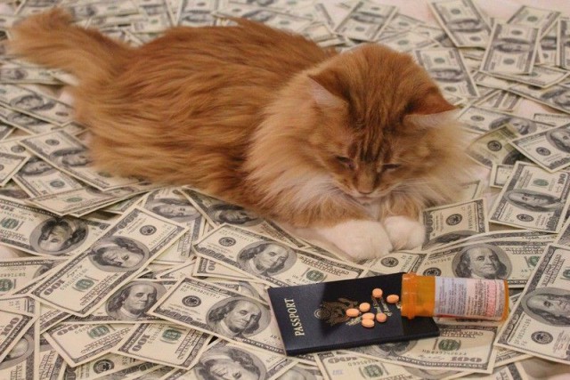 Коты из сети