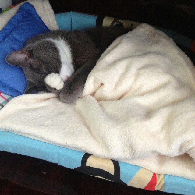 Коты и Кошки