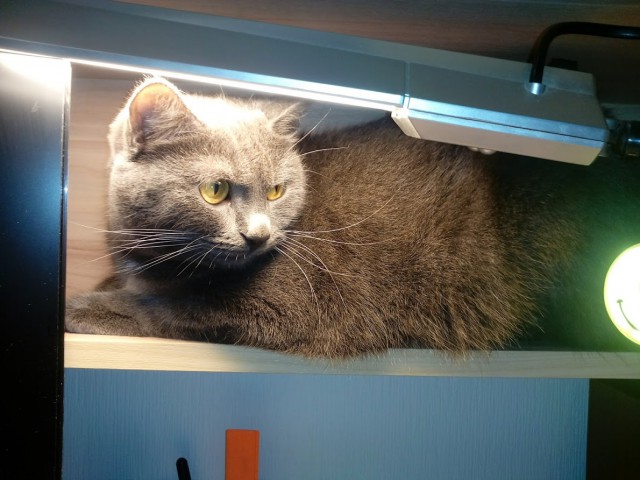 Котовторник