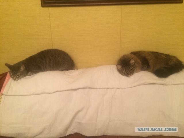 Котовторник!
