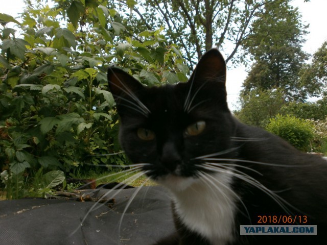 Котовторник 26.06.2018