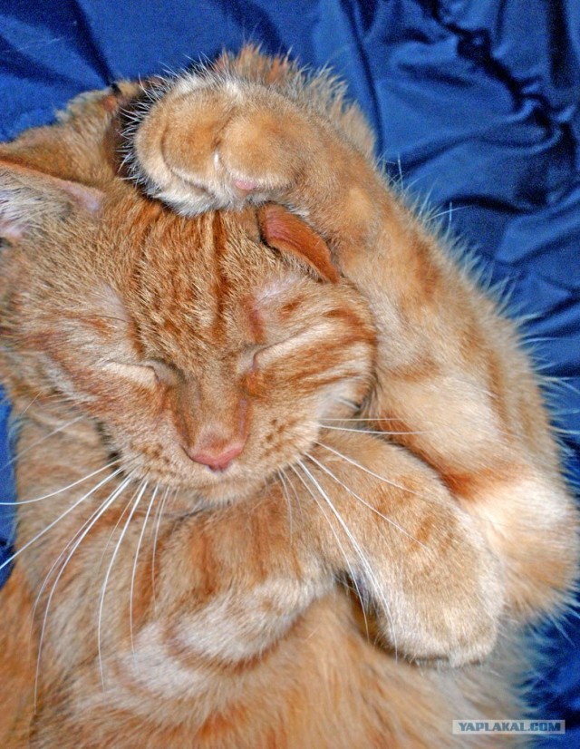 Забыли котовторник? А вот он!