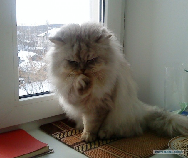 Котосреда (06.05.2009)