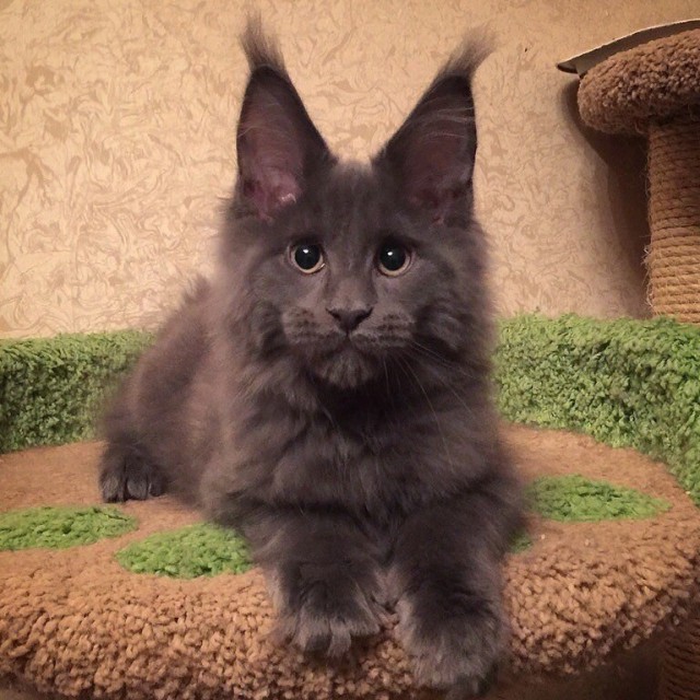 Прикольных котов пост