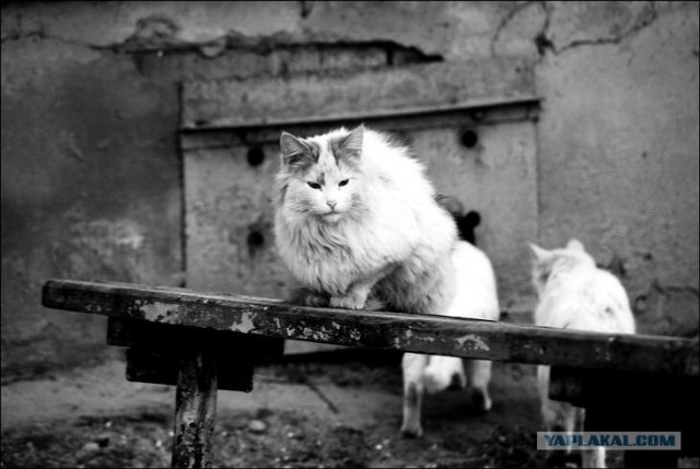 Котовторник на 22 июня