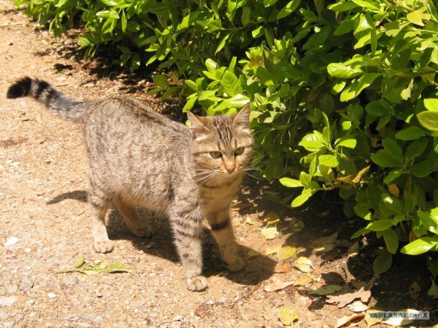 Котовторник стартует