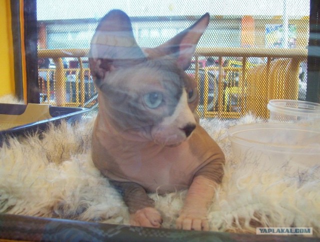 Сонный Котовторник