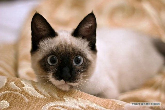 Котовторник! 11.10.11