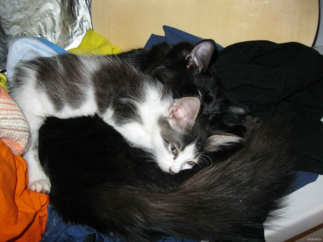 Котовторник (начало в супермаркете!)