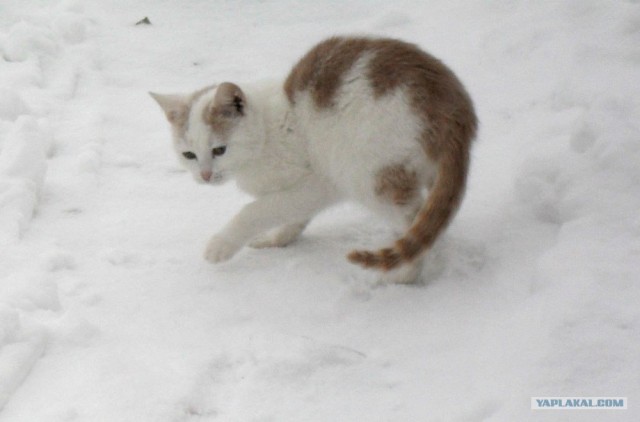 Котовторник!