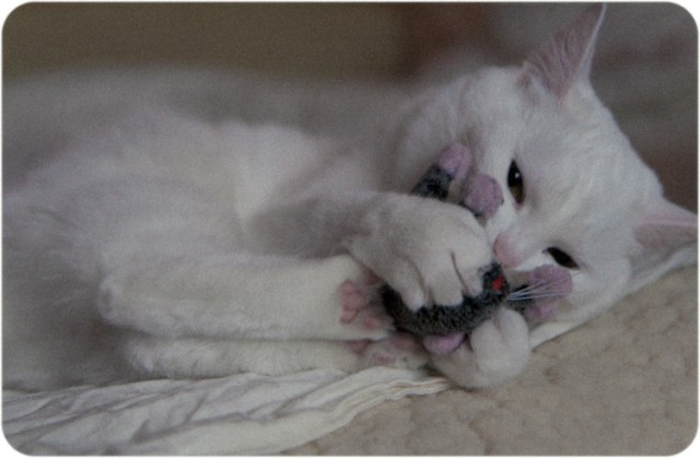 Котовторник (31.01.2012)