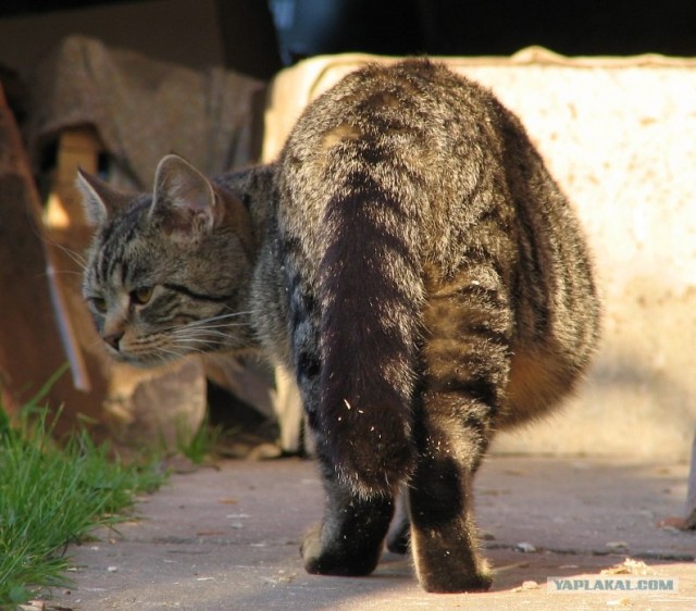 Котовторник  от 3.04.2012