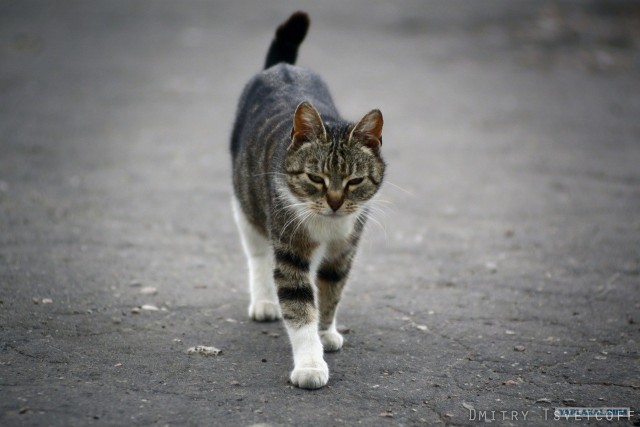 Котовторник 24.04.2012