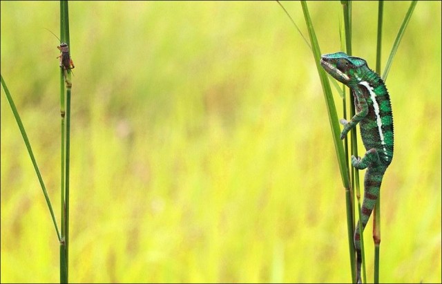 Мгновение удачной охоты