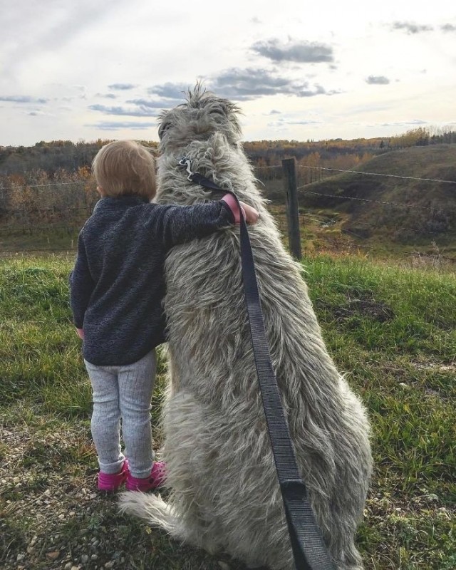Живность из сети