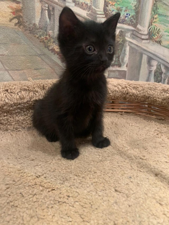 Забавные фото котеек