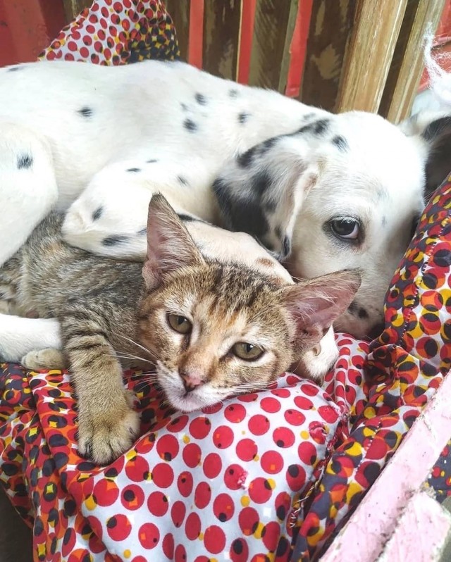 Уже не котовторник, но еще и не собакочетверг
