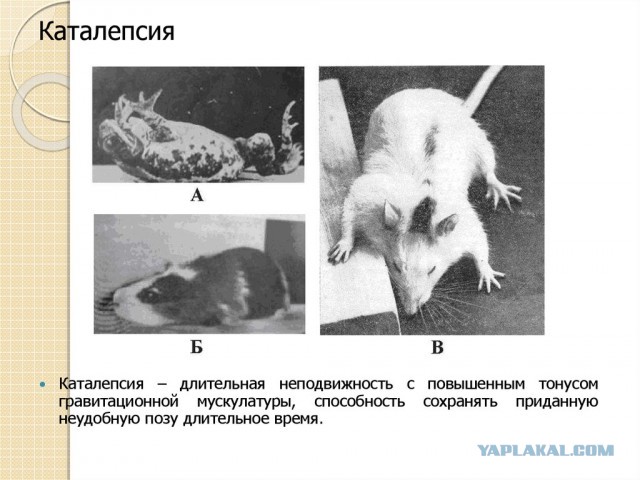 Уронили котика