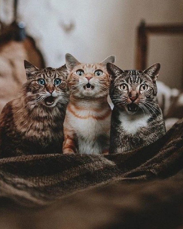 Забавные фото котеек