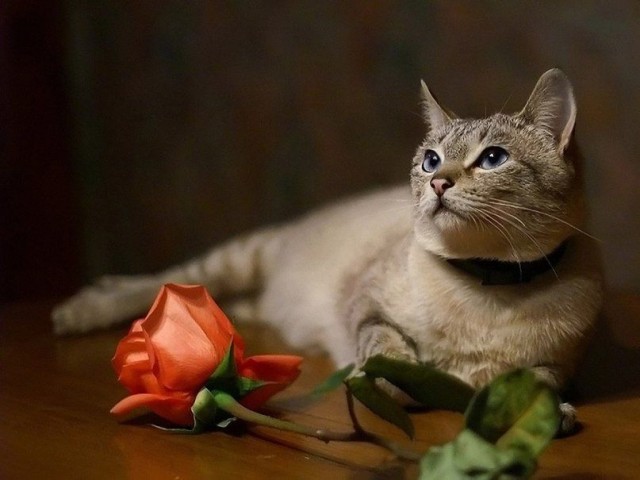 Живность из сети