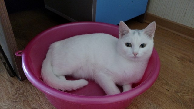 Как меня кота на пару дней попросили приютить