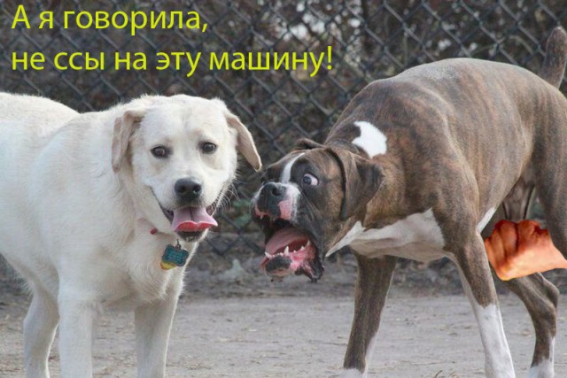 Фотожаба: Две собаки
