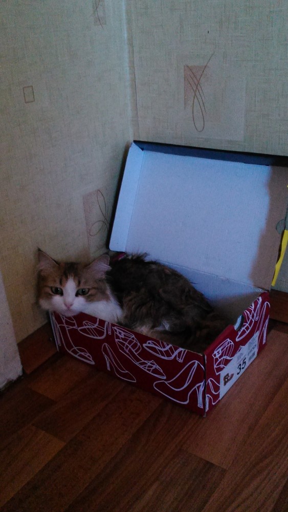 Моя красотка