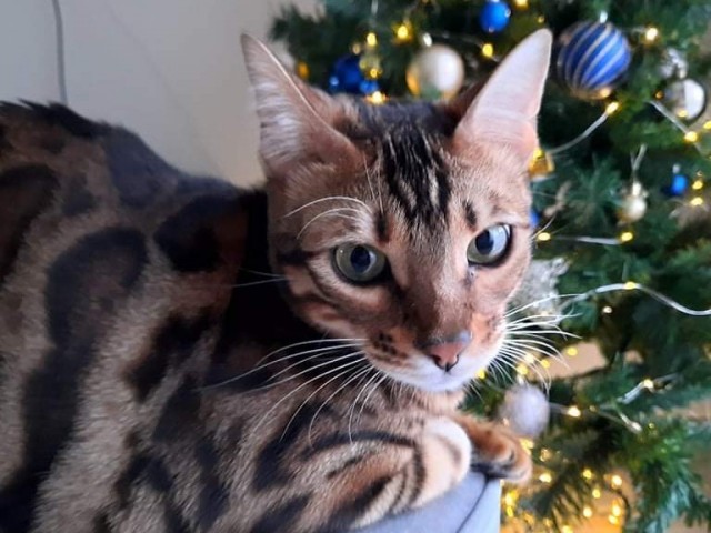 Моя красотка