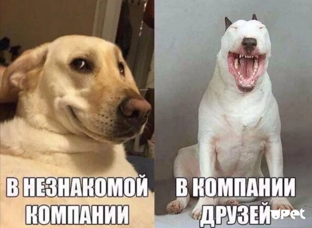 Картинки и мемы для настроения 015